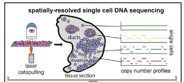单细胞测序技术(single cell sequencing)
