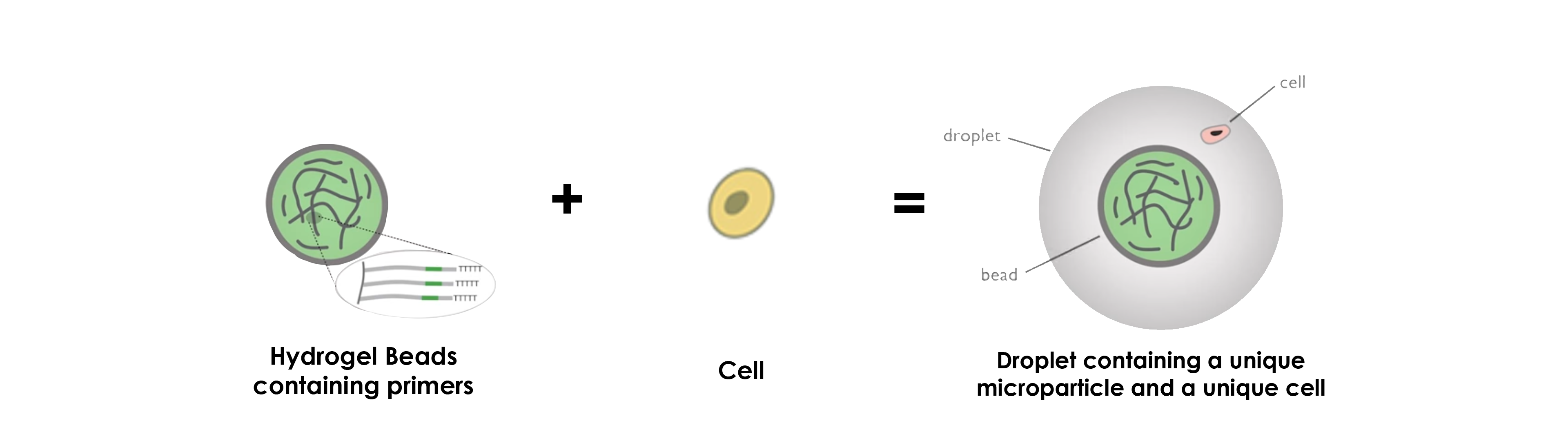 hydrogel-beads-microparticles-drop-seq-microfluidics-single-cells-analysis-ARN-AND-barcode-complex-tissue