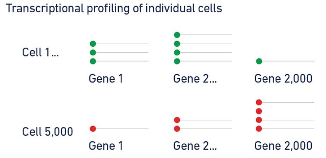 单细胞转录组测序(10x Genomics)详解