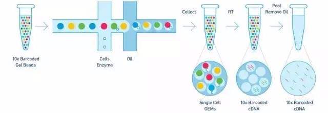 单细胞悬液制备—杉米生物科技